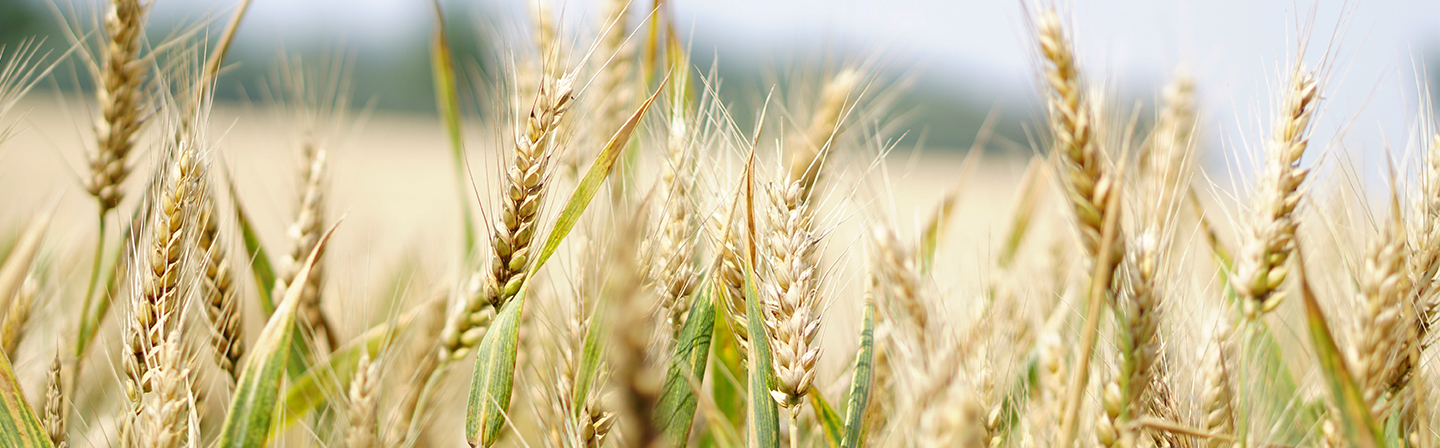 Wheat At the Fraunhofer IST we are working, among other things, on industry solutions from the area of the food industry.