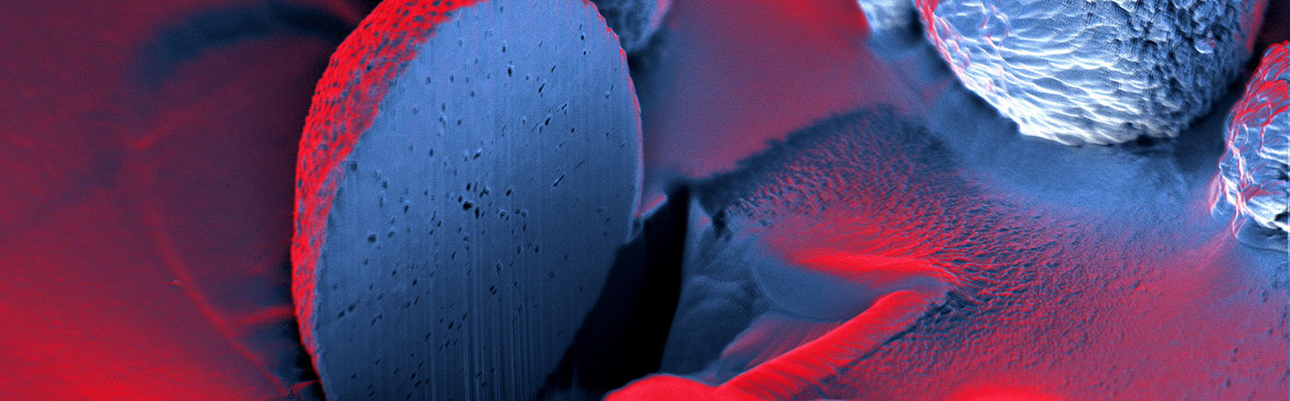 Precision cut through an NMC particle comprised of Li(NiMnCo)O2 battery material by means of a focused ion beam in order to illustrate the internal pore structure.
